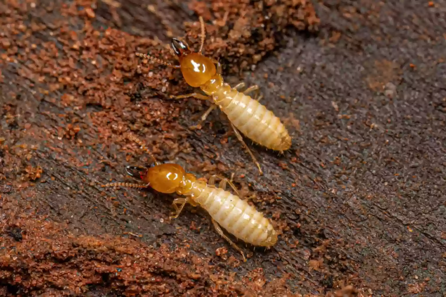 Termite-treatment-part-2