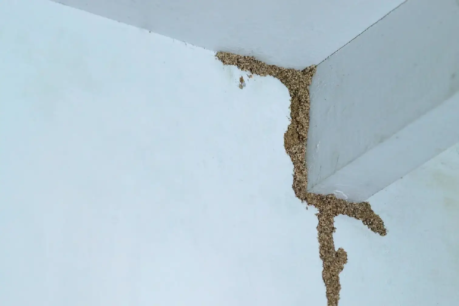 Termite-treatment-part-3